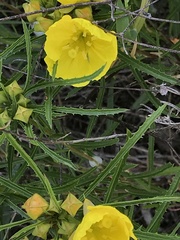 Calylophus