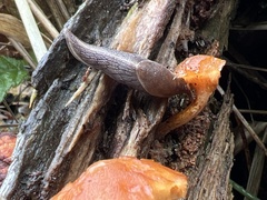 Prophysaon foliolatum