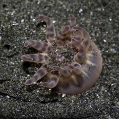 Peachia quinquecapitata