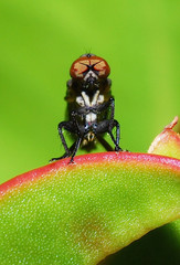 Homalocnemis