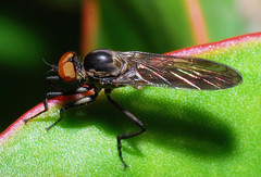 Homalocnemis