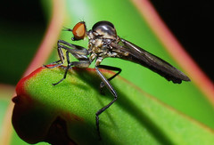 Homalocnemis