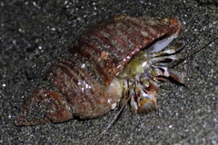 Pagurus ochotensis