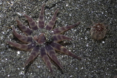 Peachia quinquecapitata