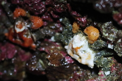 Phyllolithodes papillosus