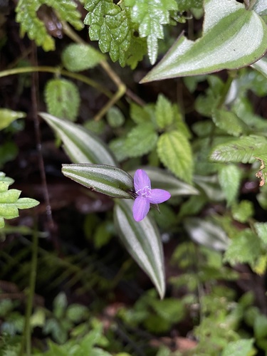 Tradescantia zebrina