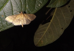 Microthyris