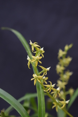 Prosthechea grammatoglossa