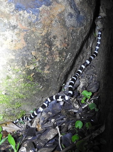 Eastern Bandy Bandy sighting