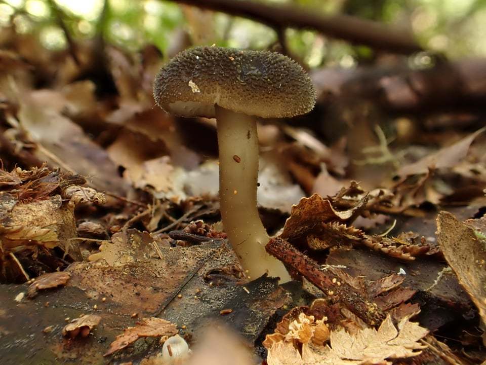 Neohygrocybe from Mangorewa climbing wall Track, New Zealand on ...