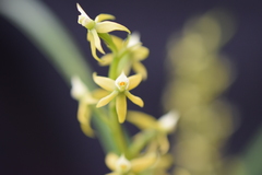 Prosthechea grammatoglossa