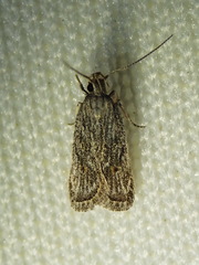 Helcystogramma chambersella