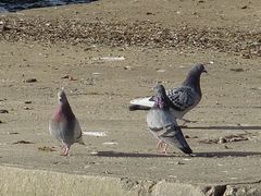 Columba livia domestica