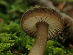 Neohygrocybe