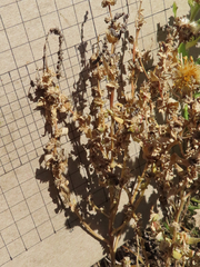 Atriplex cristata