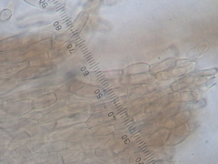 Neohygrocybe