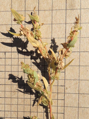 Atriplex cristata