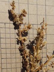 Atriplex cristata