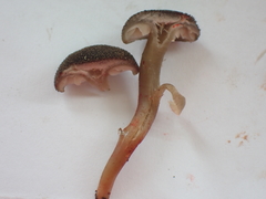 Neohygrocybe