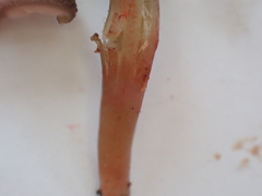 Neohygrocybe