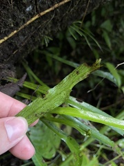 Polytaenium feei