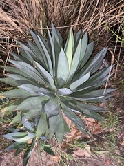 Agave ×