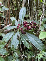 Parathesis crenulata