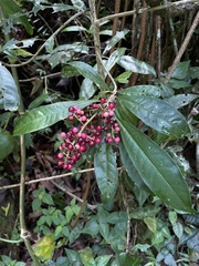 Parathesis crenulata