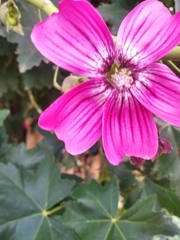 Malva assurgentiflora