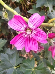 Malva assurgentiflora