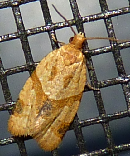Garden Tortrix
