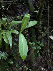 Lobelia robusta