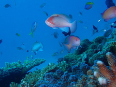 Pseudanthias hypselosoma