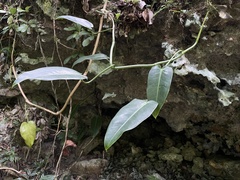 Philodendron consanguineum