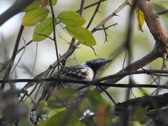 Thamnophilus bernardi