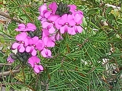 Gompholobium venustum