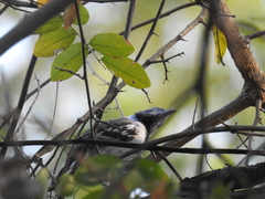 Thamnophilus bernardi