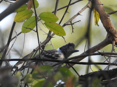 Thamnophilus bernardi