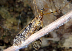 Metalimnobia cinctipes