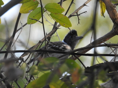 Thamnophilus bernardi