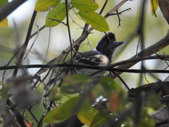 Thamnophilus bernardi