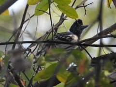 Thamnophilus bernardi