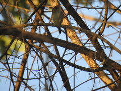 Euscarthmus fulviceps