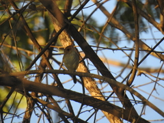 Euscarthmus fulviceps