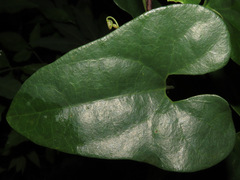 Aristolochia chiquitensis