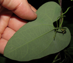 Aristolochia chiquitensis