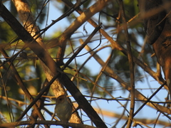 Euscarthmus fulviceps