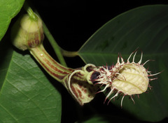 Aristolochia chiquitensis