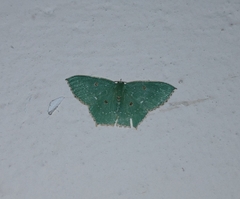 Cyclothea disjuncta