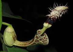 Aristolochia chiquitensis